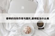 垂柳的功效作用与图片,垂柳能治什么病