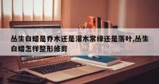 丛生白蜡是乔木还是灌木常绿还是落叶,丛生白蜡怎样整形修剪
