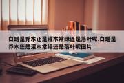 白蜡是乔木还是灌木常绿还是落叶呢,白蜡是乔木还是灌木常绿还是落叶呢图片