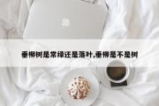 垂柳树是常绿还是落叶,垂柳是不是树