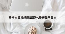 垂柳树是常绿还是落叶,垂柳是不是树