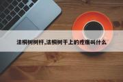 法桐树树杆,法桐树干上的疙瘩叫什么