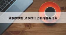 法桐树树杆,法桐树干上的疙瘩叫什么