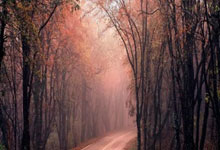 湖边垂柳的唯美句子，湖边垂柳的唯美句子图片